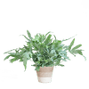 Phlebodium Aureum 'Blue Star' met Viber grijs - 40cm -Planten-Planten Magie