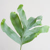 Phlebodium Aureum 'Blue Star' met Viber grijs - 40cm -Planten-Planten Magie