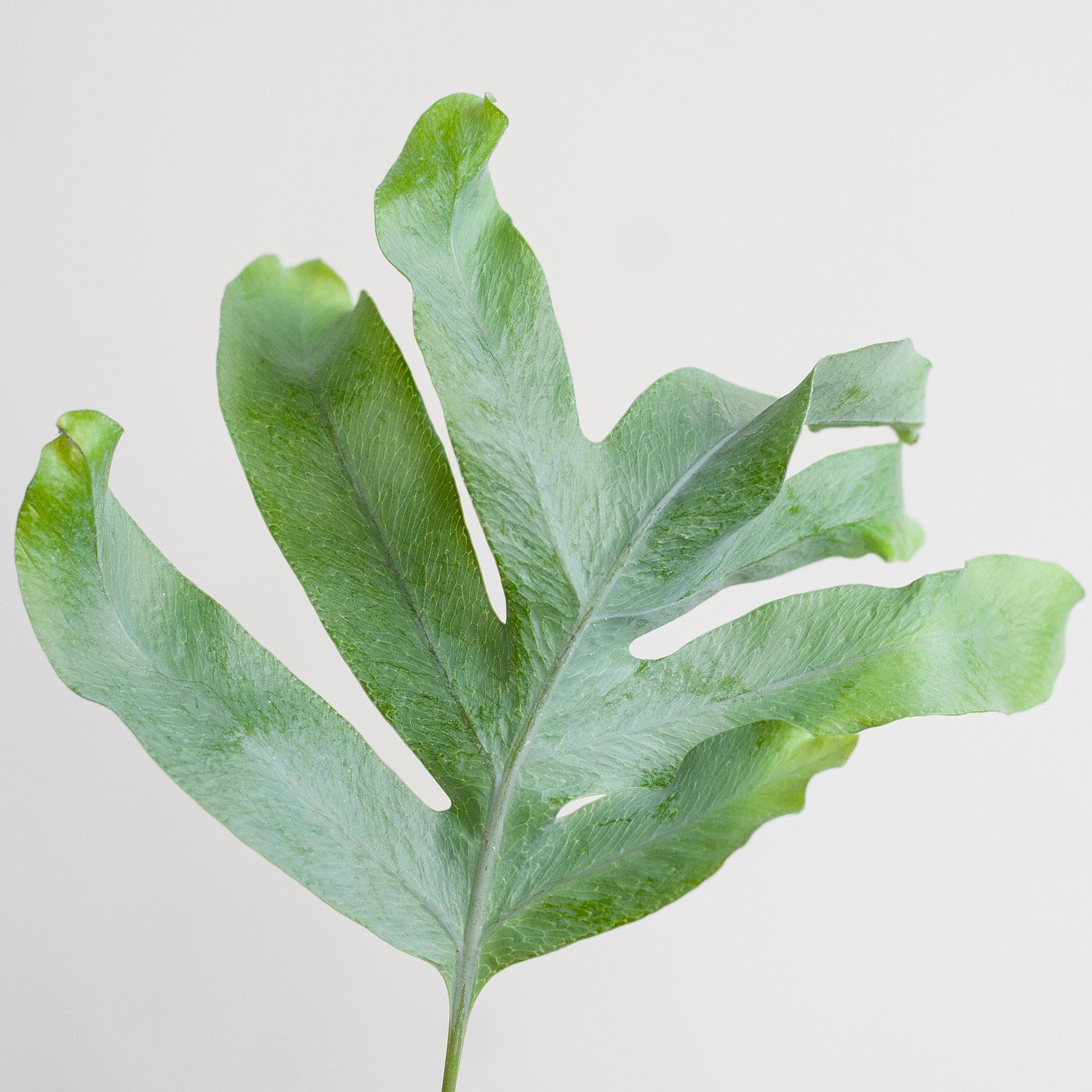 Phlebodium Aureum 'Blue Star' met Viber grijs - 40cm -Planten-Planten Magie