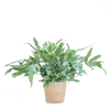 Phlebodium Aureum 'Blue Star' met Viber grijs - 40cm -Planten-Planten Magie
