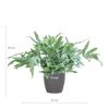Phlebodium Aureum 'Blue Star' met Viber grijs - 40cm -Planten-Planten Magie