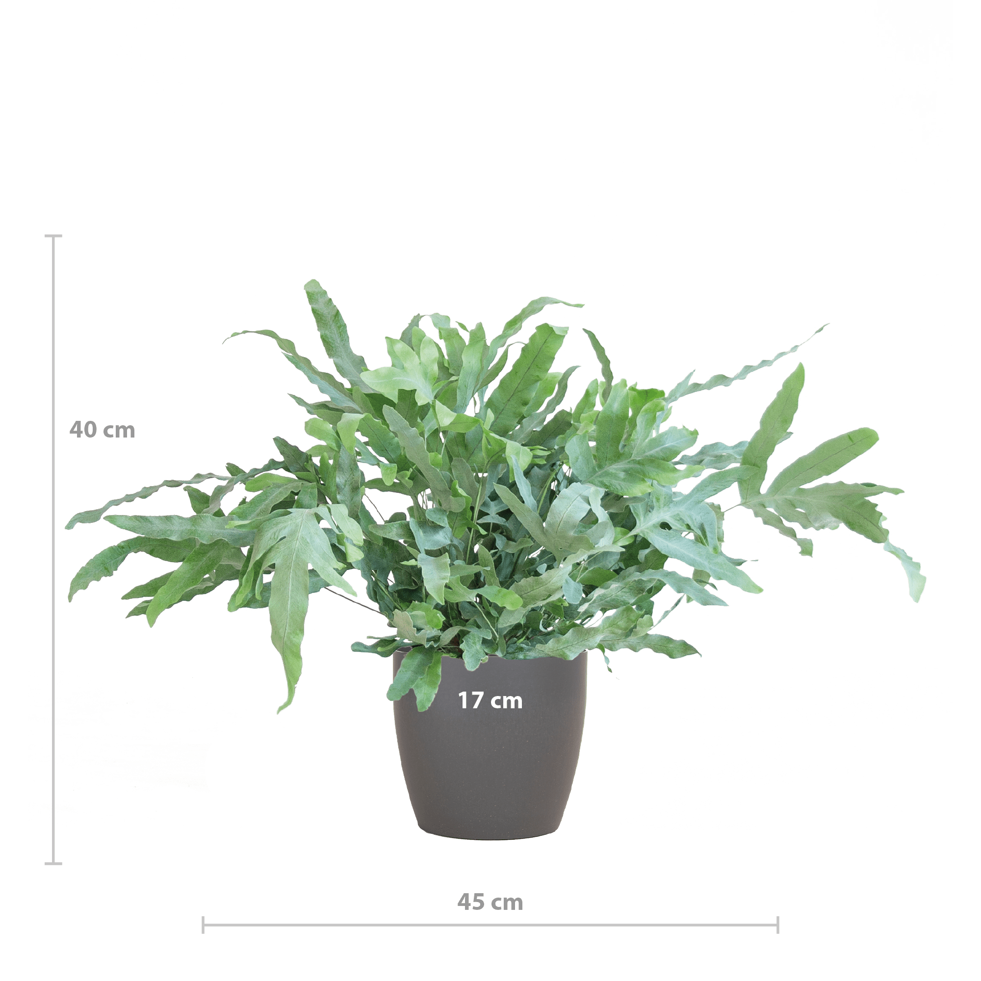 Phlebodium Aureum 'Blue Star' met Viber grijs - 40cm -Planten-Planten Magie