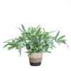Phlebodium Aureum 'Blue Star' met Viber grijs - 40cm -Planten-Planten Magie