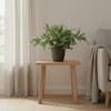 Phlebodium Aureum 'Blue Star' met Viber grijs - 40cm -Planten-Planten Magie