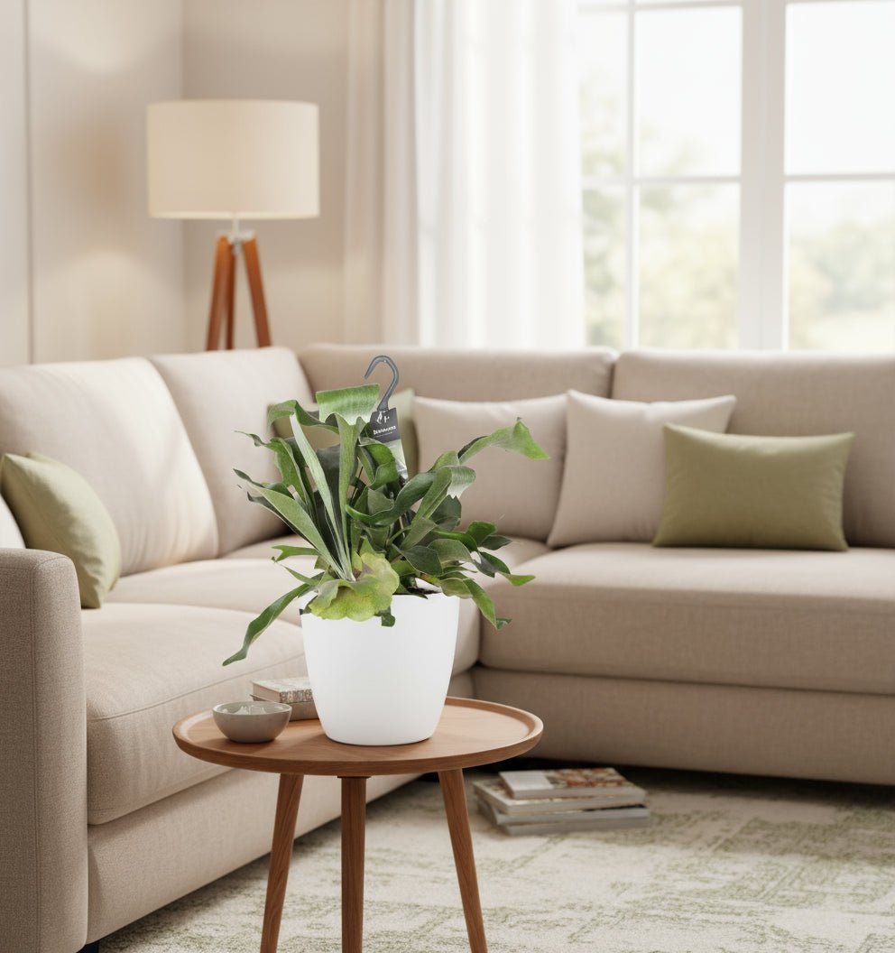 Platycerium Bifurcatum met pot – unieke en stijlvolle hertshoornvaren voor een groene eyecatcher - Plant - plantenmagie