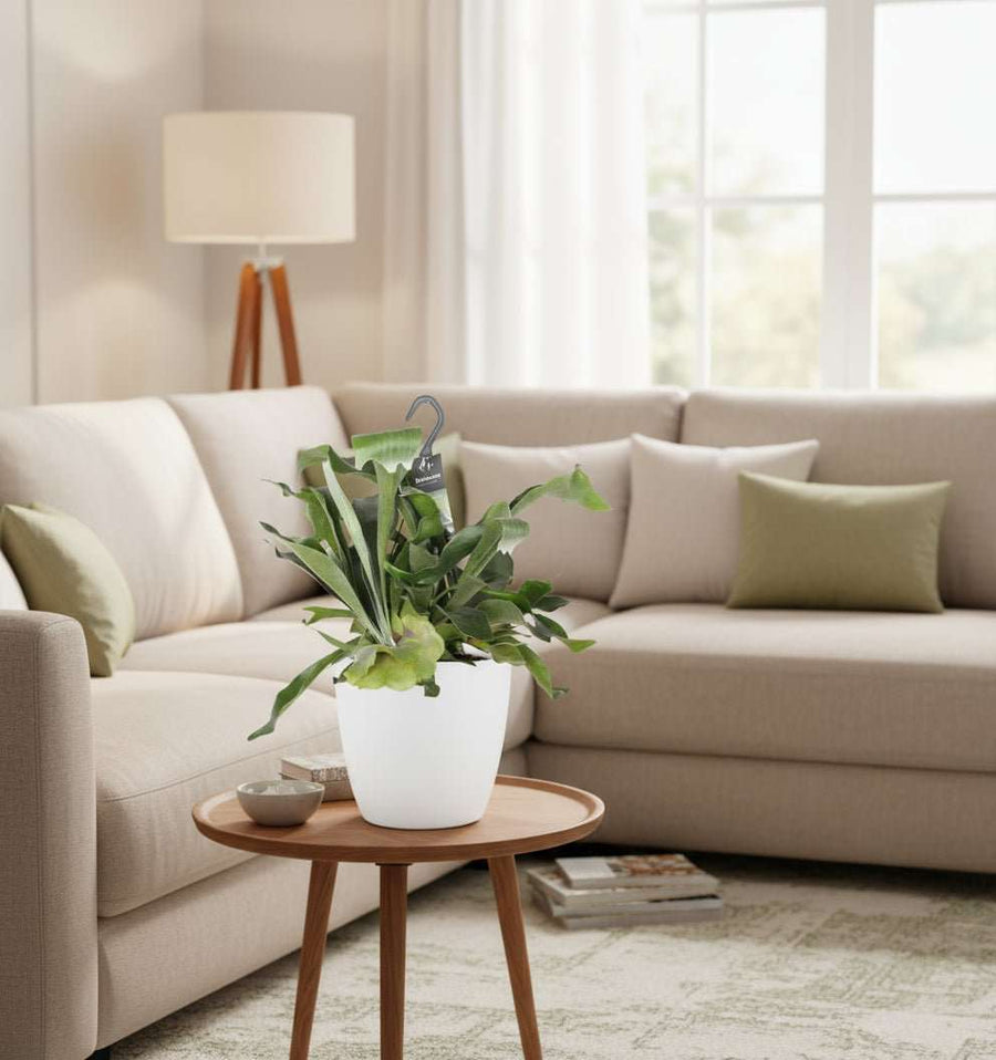 Platycerium Bifurcatum met pot – unieke en stijlvolle hertshoornvaren