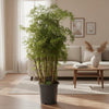 Polyscias Hawaiiana Ming - 100 cm - Ø24cm-Plant-Planten Magie