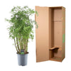 Polyscias Hawaiiana Ming - 100 cm - Ø24cm-Plant-Planten Magie