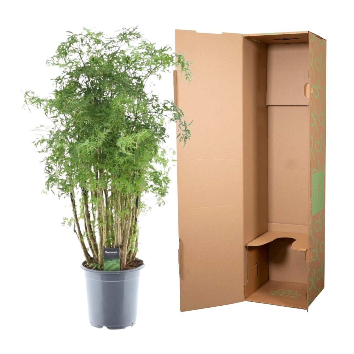 Polyscias Hawaiiana Ming - 100 cm - Ø24cm-Plant-Planten Magie