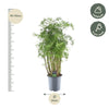 Polyscias Hawaiiana Ming - 100 cm - Ø24cm-Plant-Planten Magie