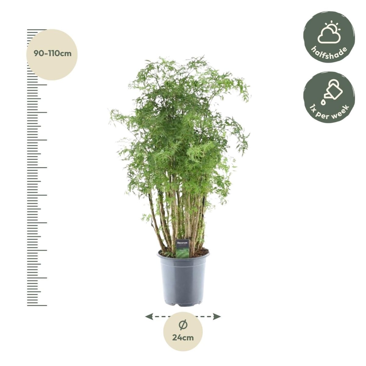 Polyscias Hawaiiana Ming - 100 cm - Ø24cm-Plant-Planten Magie