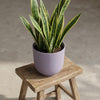 Pot Elho Jazz Round Lavender Lilac - D14-Pot-Planten Magie