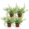 Pteris cretica Albolineata - Lintvaren - Bont - 4 Planten - Hoogte 28-30cm-Plant-Planten Magie
