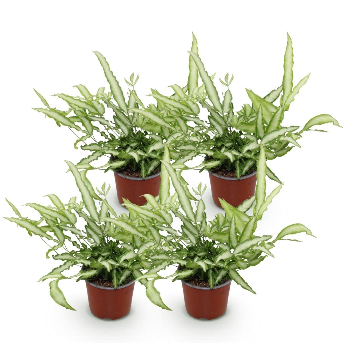 Pteris cretica Albolineata - Lintvaren - Bont - 4 Planten - Hoogte 28-30cm-Plant-Planten Magie