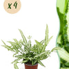 Pteris cretica Albolineata - Lintvaren - Bont - 4 Planten - Hoogte 28-30cm-Plant-Planten Magie