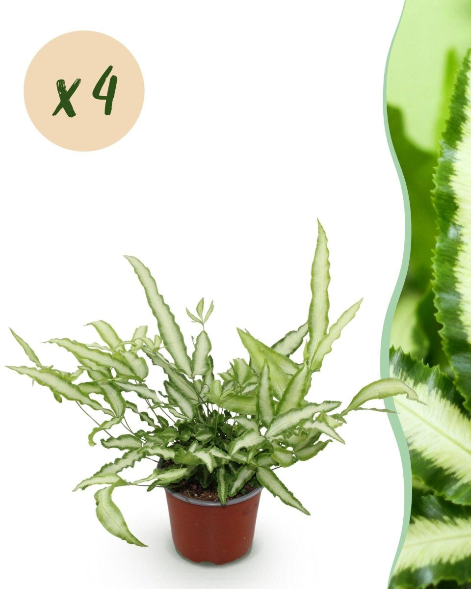 Pteris cretica Albolineata - Lintvaren - Bont - 4 Planten - Hoogte 28-30cm-Plant-Planten Magie
