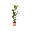 Kentia palm inclusief elho Vibes Fold Round blauw - 160cm - Ø30