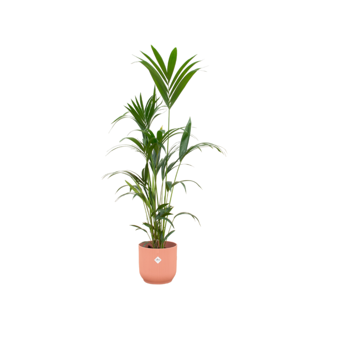 Kentia palm inclusief elho Vibes Fold Round blauw - 160cm - Ø30