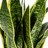 Sansevieria Trifasciata Futura Superba Ø17cm - ↕45 - 55cm-Planten-Planten Magie