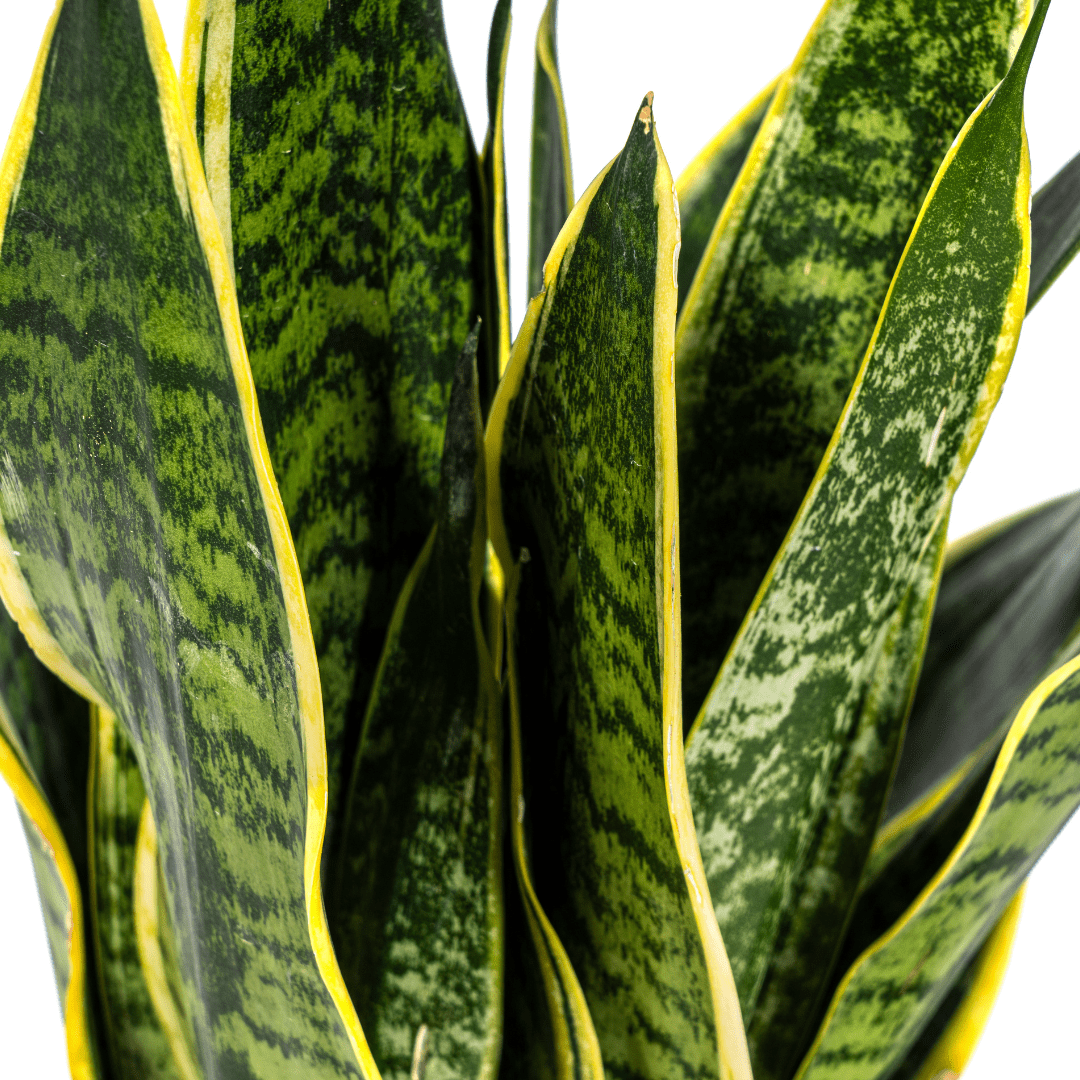 Sansevieria Trifasciata Futura Superba Ø17cm - ↕45 - 55cm-Planten-Planten Magie