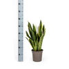 Sansevieria Trifasciata Futura Superba Ø17cm - ↕45 - 55cm-Planten-Planten Magie