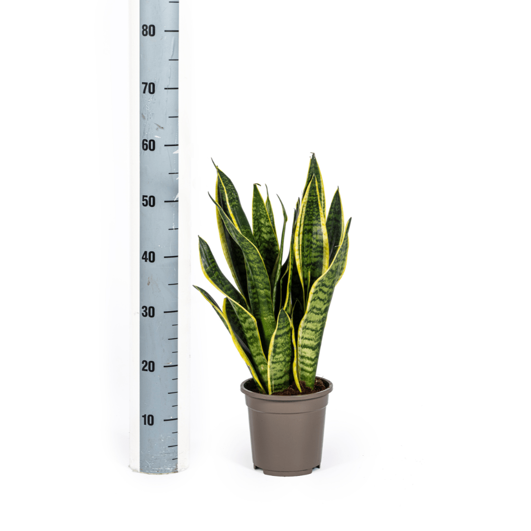 Sansevieria Trifasciata Futura Superba Ø17cm - ↕45 - 55cm-Planten-Planten Magie