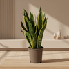 Sansevieria Trifasciata Futura Superba Ø17cm - ↕45 - 55cm-Planten-Planten Magie