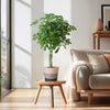 Schefflera Arab Nora met Mand Lissabon zwart - 70cm - Ø21-Planten-Planten Magie