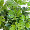 Schefflera Arab Nora met Mand Lissabon zwart - 70cm - Ø21-Planten-Planten Magie