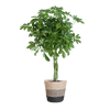 Schefflera Arab Nora met Mand Lissabon zwart - 70cm - Ø21-Planten-Planten Magie
