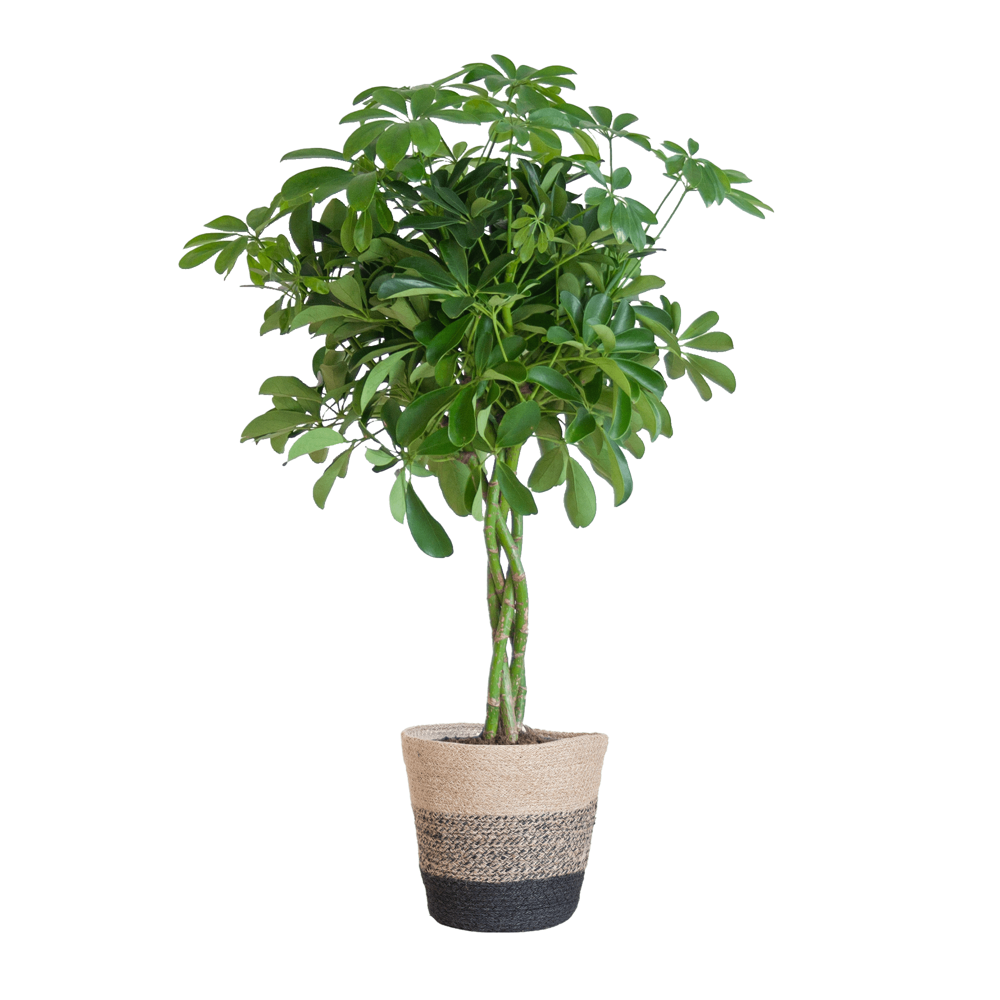 Schefflera Arab Nora met Mand Lissabon zwart - 70cm - Ø21-Planten-Planten Magie