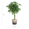 Schefflera Arab Nora met Mand Lissabon zwart - 70cm - Ø21-Planten-Planten Magie