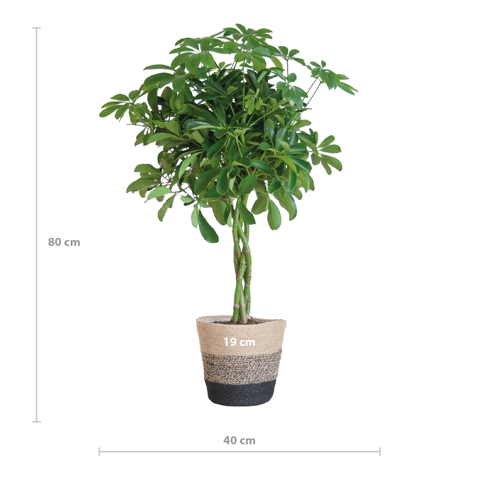 Schefflera Arab Nora met Mand Lissabon zwart - 70cm - Ø21-Planten-Planten Magie