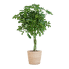 Schefflera Arab Nora met Mand Sofia naturel - 70cm-Planten-Planten Magie