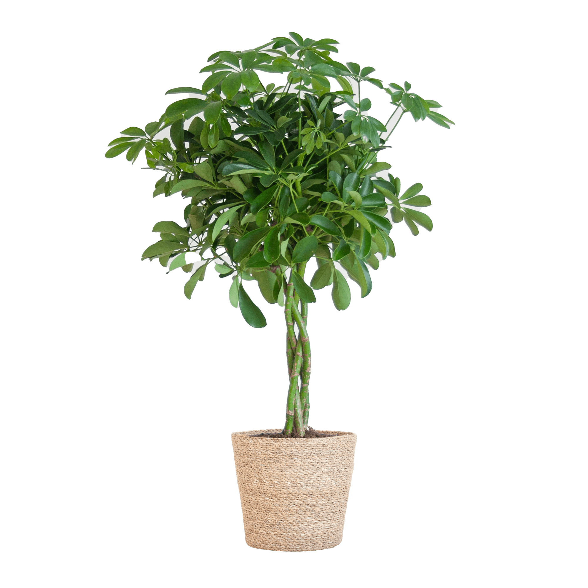 Schefflera Arab Nora met Mand Sofia naturel - 70cm-Planten-Planten Magie