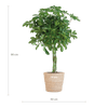 Schefflera Arab Nora met Mand Sofia naturel - 70cm-Planten-Planten Magie
