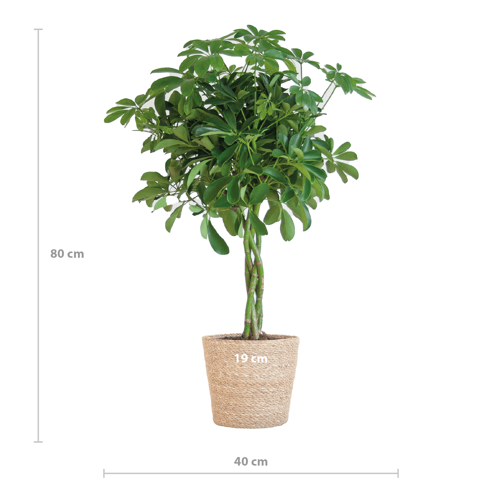 Schefflera Arab Nora met Mand Sofia naturel - 70cm-Planten-Planten Magie