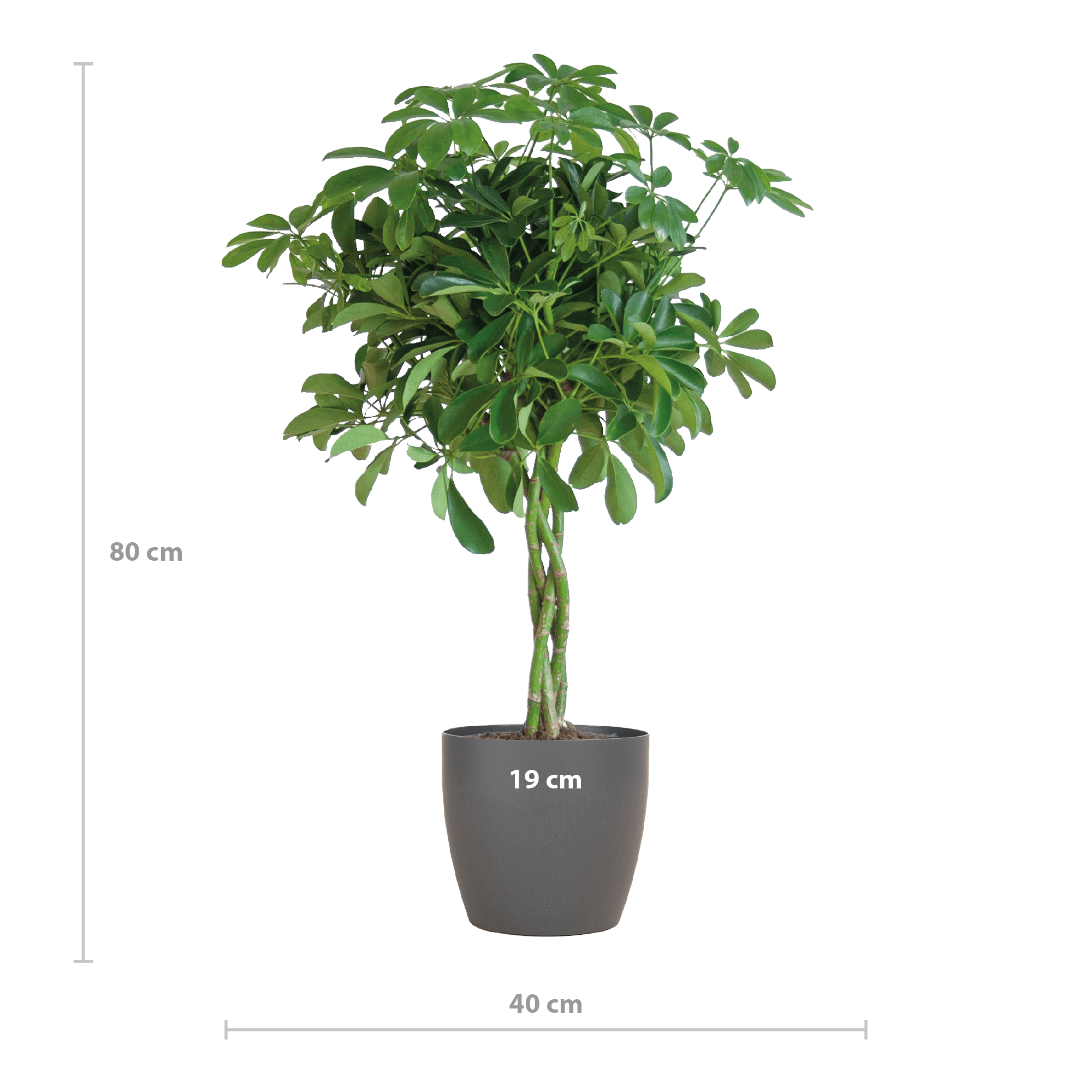 Schefflera Arab Nora met Viber grijs - 70cm-Planten-Planten Magie