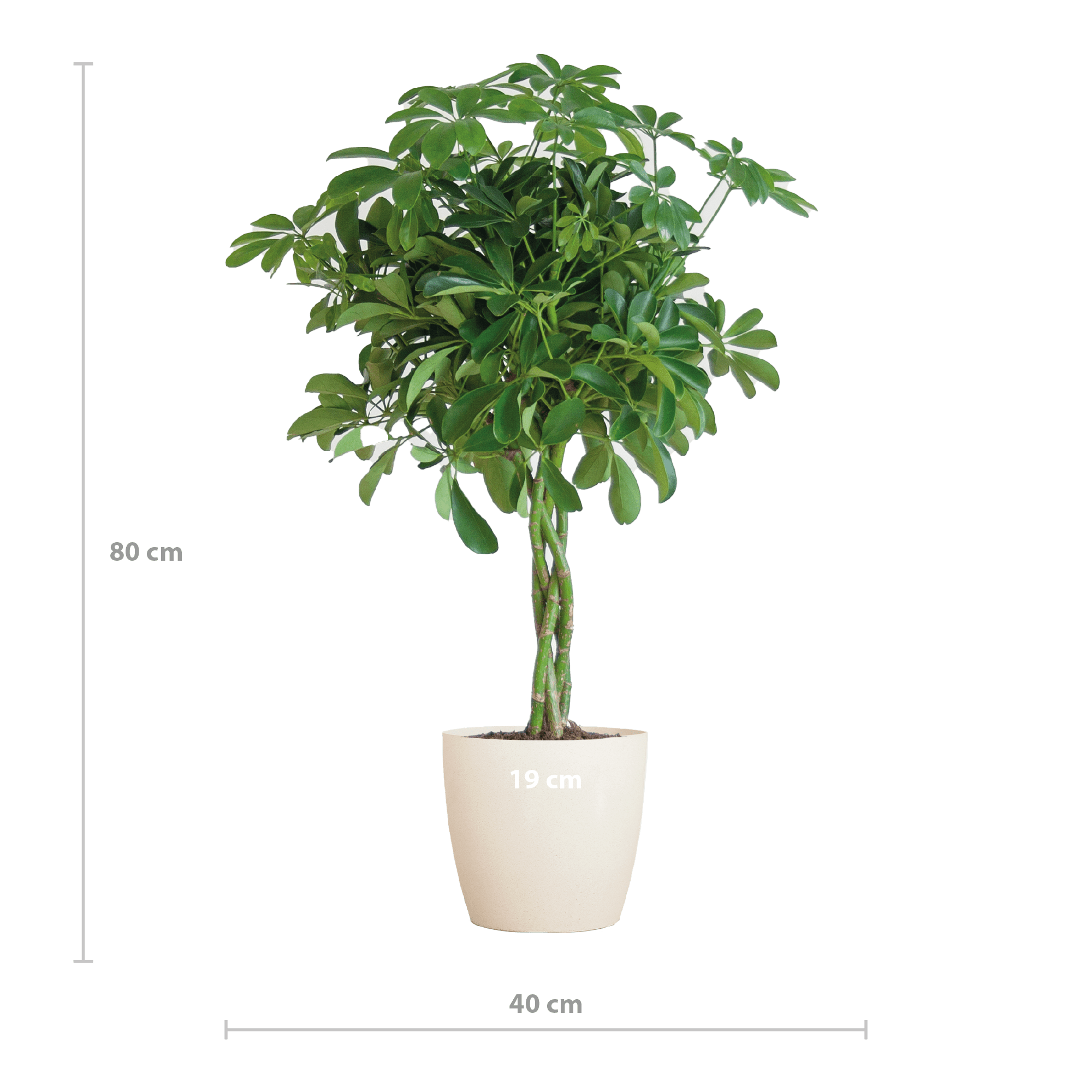 Schefflera Arab Nora met Viber wit - 70cm-Planten-Planten Magie