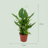 Spathiphyllum Lepelplant - 2 Stuks - Ø 12 cm - Hoogte: 35 - 40 cm-Plant-Planten Magie