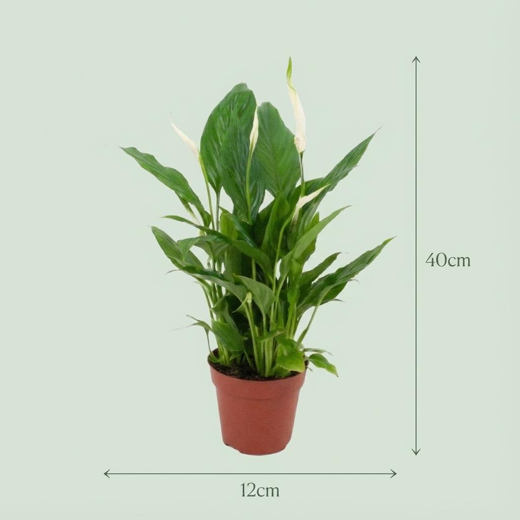 Spathiphyllum Lepelplant - 2 Stuks - Ø 12 cm - Hoogte: 35 - 40 cm-Plant-Planten Magie