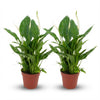 Spathiphyllum Lepelplant - 2 Stuks - Ø 12 cm - Hoogte: 35 - 40 cm-Plant-Planten Magie