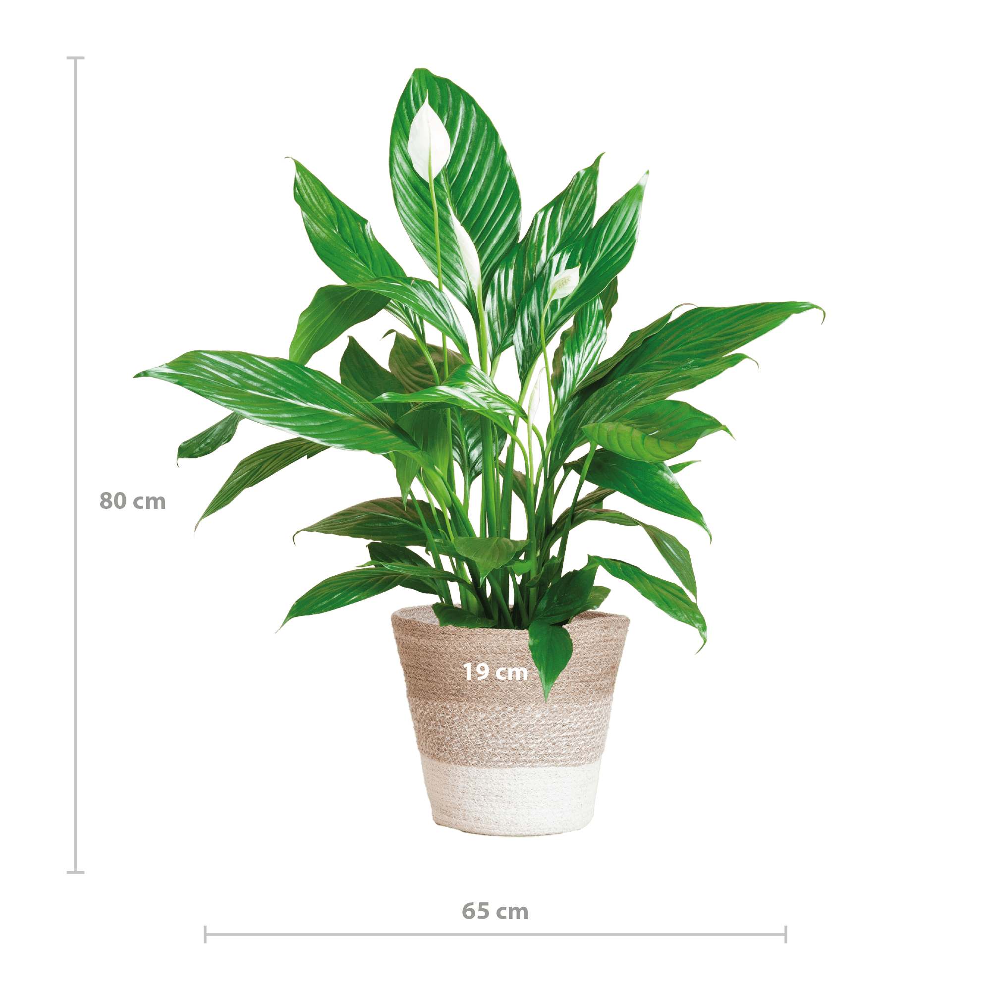 Spathiphyllum met Mand Lissabon wit – stijlvolle kamerplant 80cm-Planten-Planten Magie