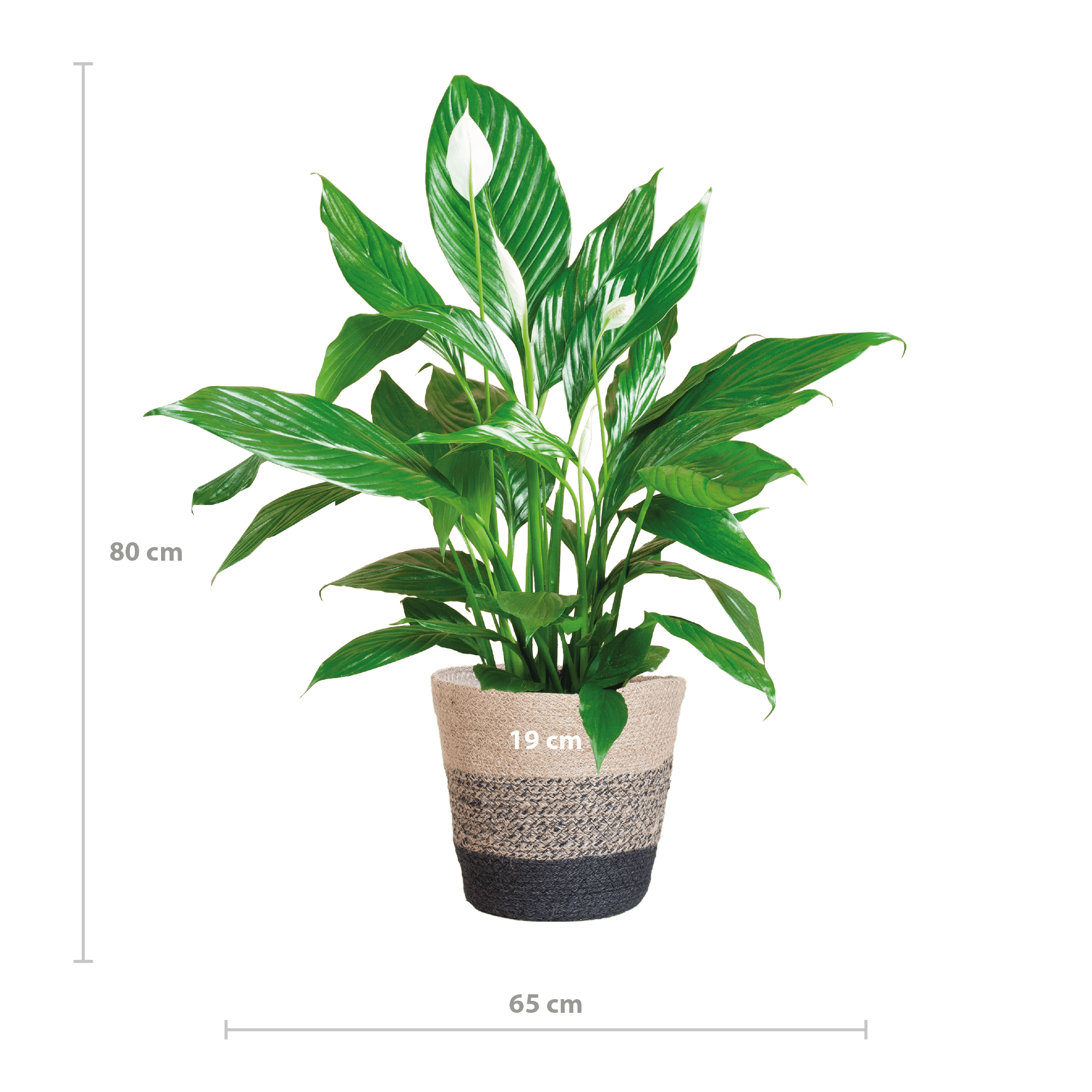 Spathiphyllum met Mand Lissabon zwart - 80cm-Planten-Planten Magie