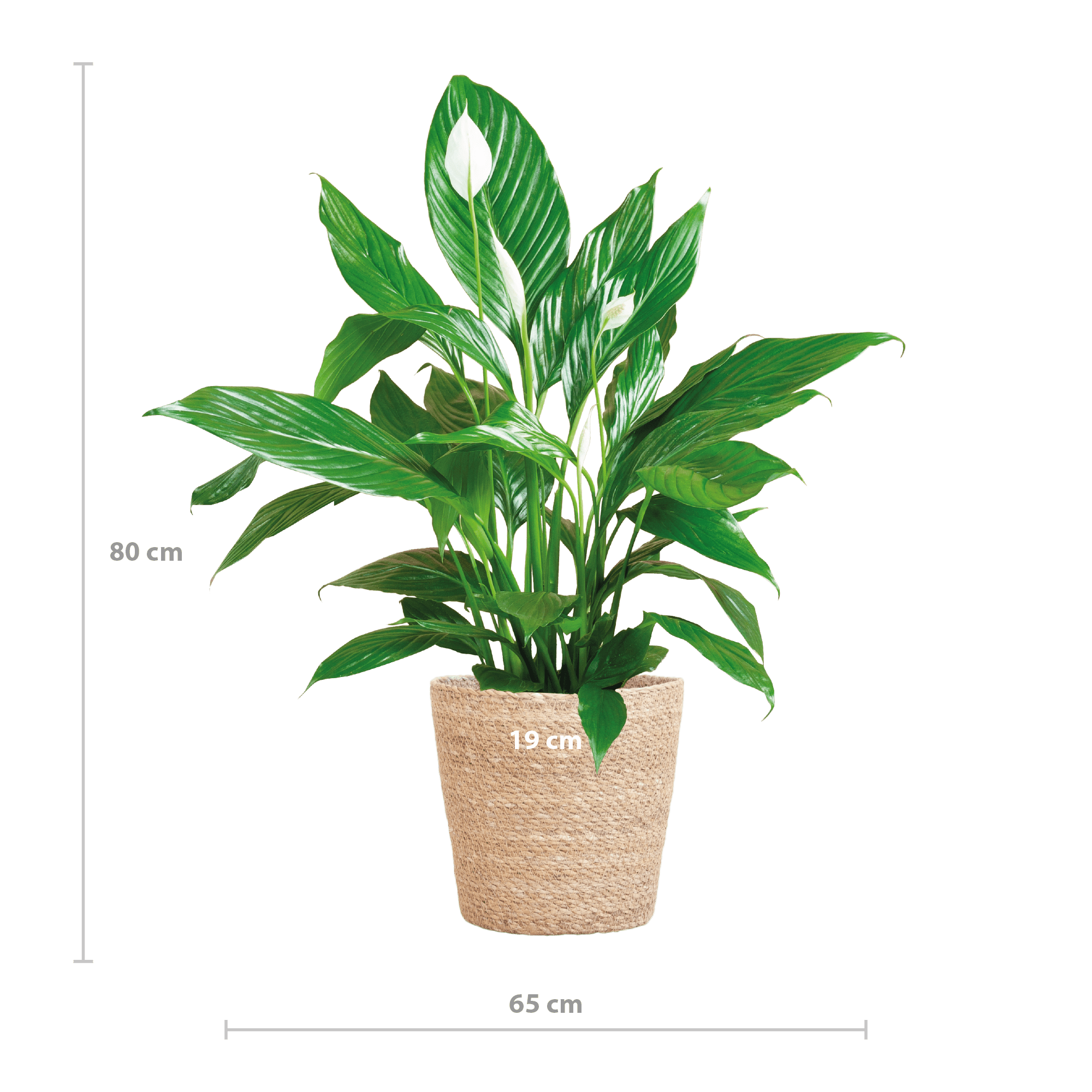 Spathiphyllum met Mand Sofia naturel - 80cm-Planten-Planten Magie