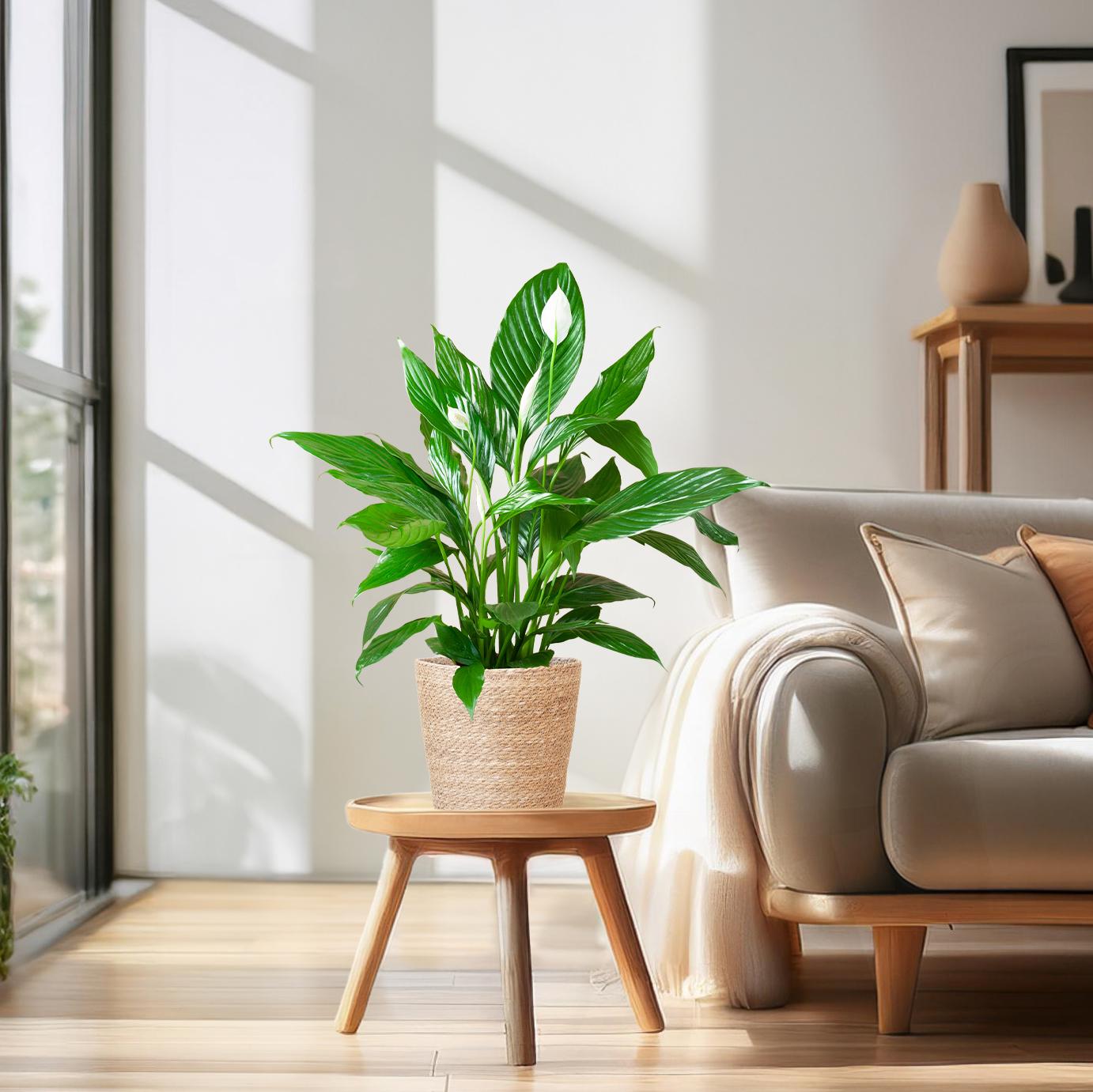 Spathiphyllum met Mand Sofia naturel - 80cm-Planten-Planten Magie