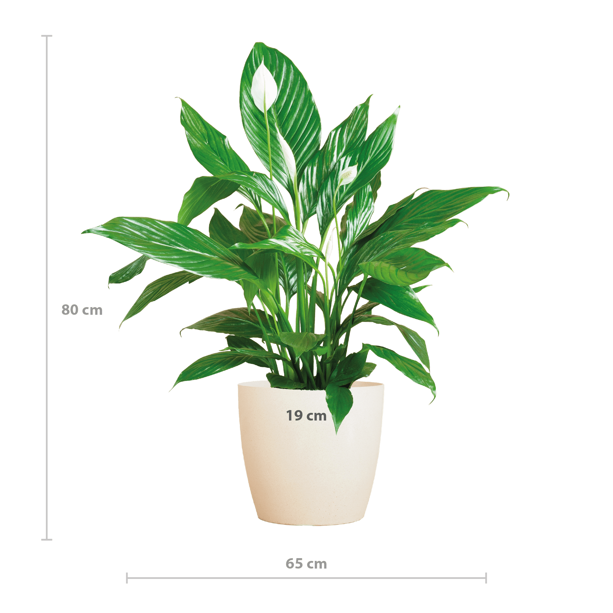 Spathiphyllum met Viber wit - 80cm-Planten-Planten Magie