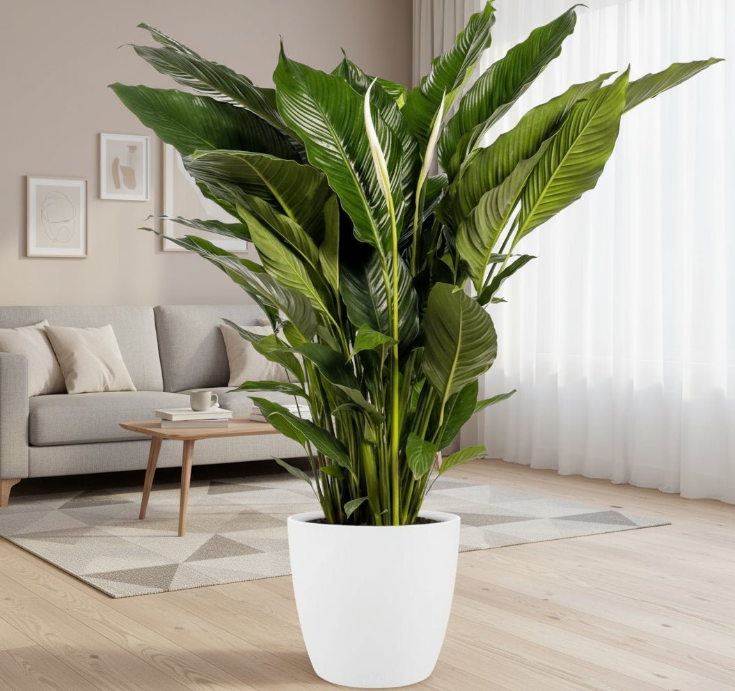 Spathiphyllum Sweet Sebastiano met pot – elegante lepelplant voor een fris en rustig interieur - Plant - plantenmagie
