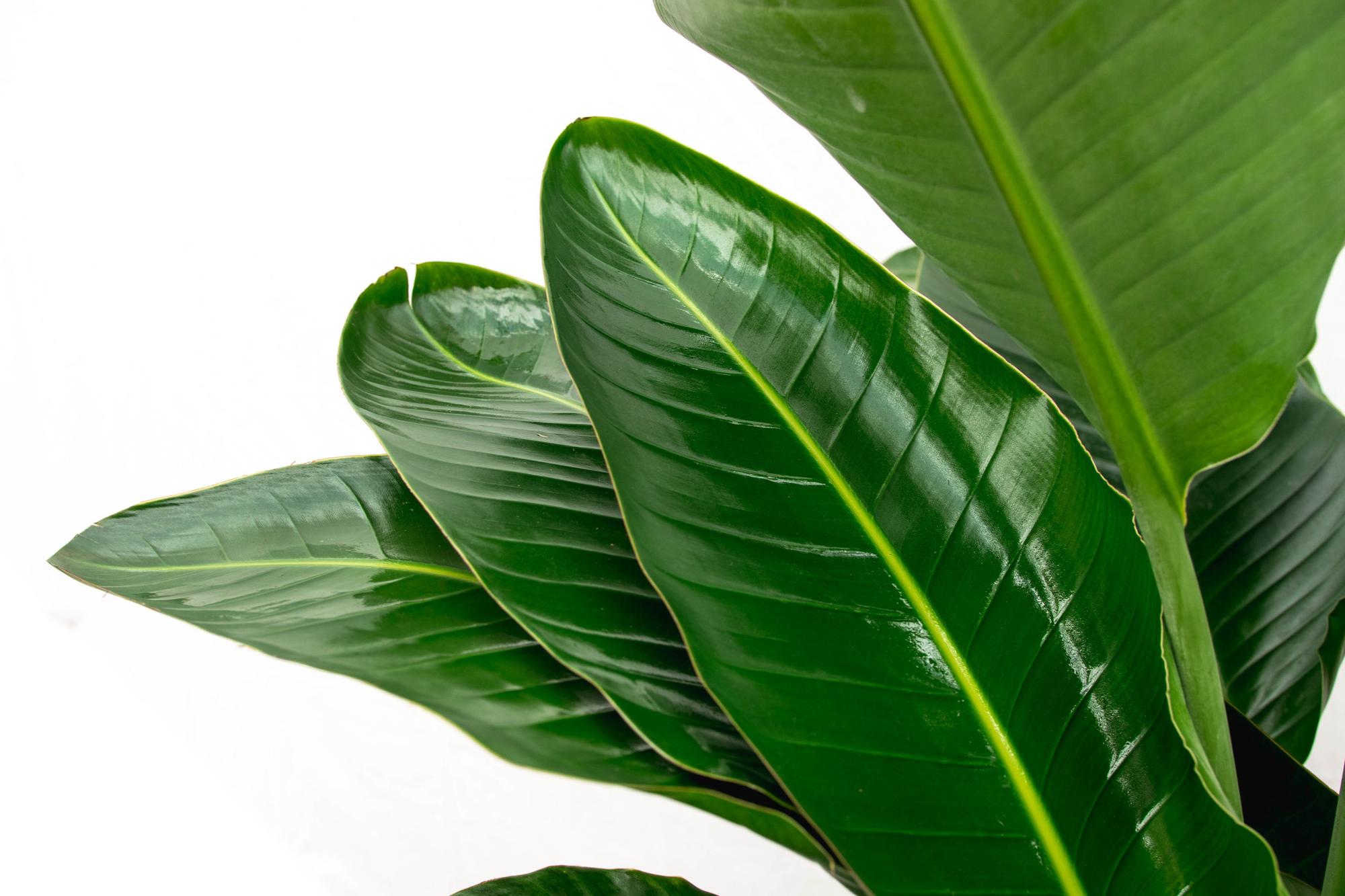 Strelitzia Nicolai de luxe XXL - 250cm - ø40-Planten-Planten Magie