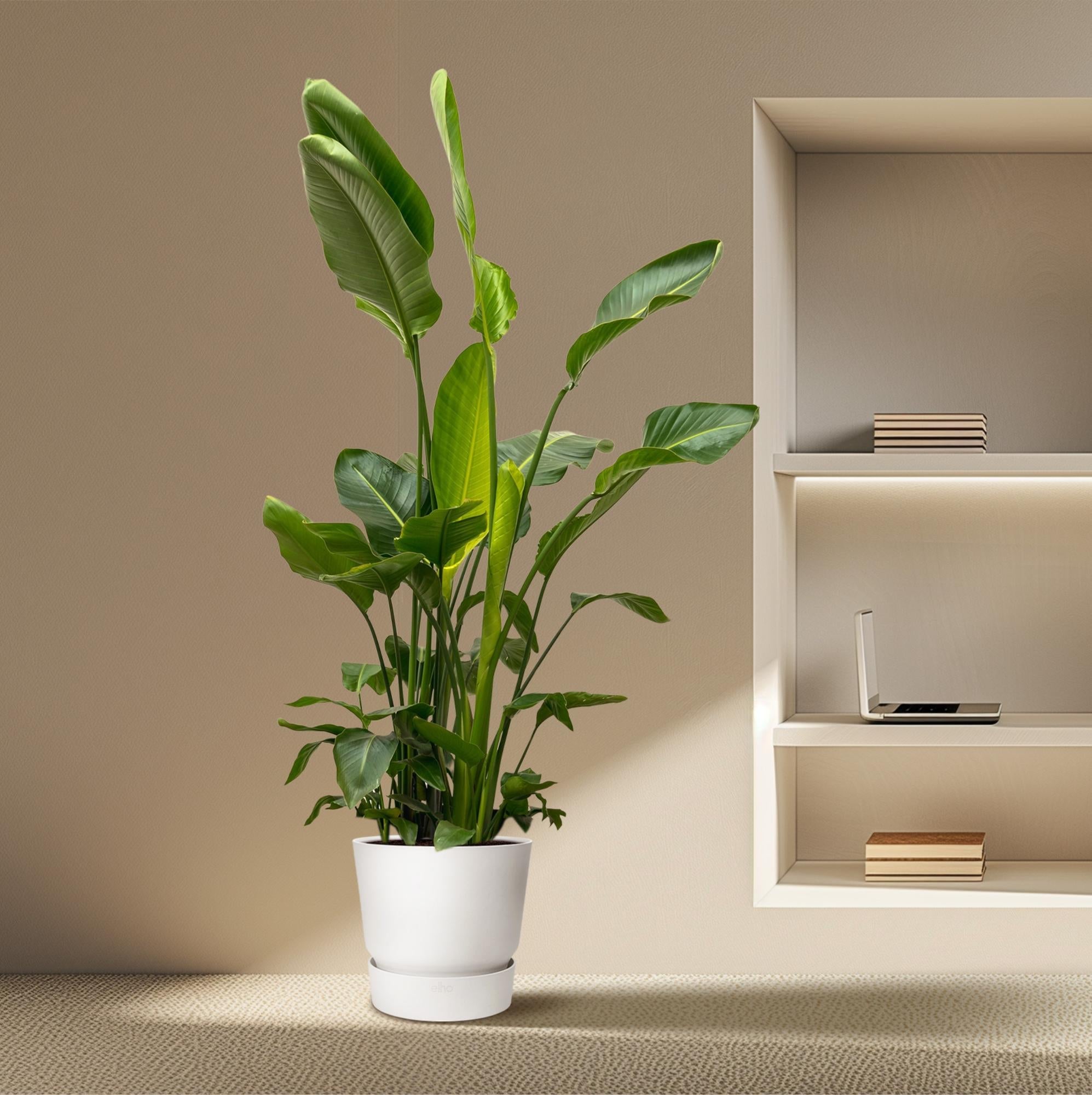 Strelitzia Nicolai de luxe XXL - 250cm - ø40-Planten-Planten Magie